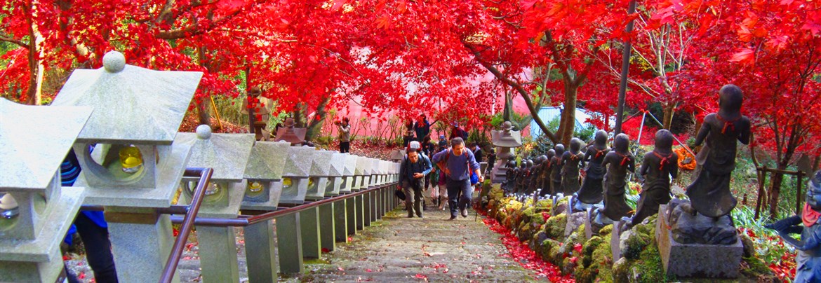 伊勢原の花・木・山野草の紹介【歴旅コラム】